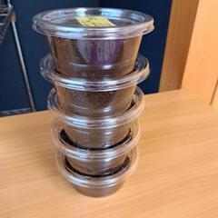 ハチジョウノコギリクワガタ幼虫５匹の画像