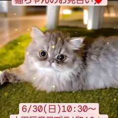 6/30(日)譲渡会。 生後4か月ミヌエット(⋈◍＞◡＜◍)。✧♡ 