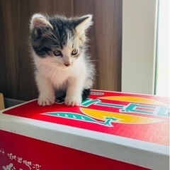 子猫　１ヶ月くらい　オス − 福島県