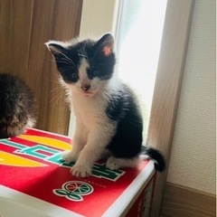 子猫　１ヶ月くらい　オス - 猫