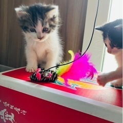子猫　１ヶ月くらい　オス - 会津若松市