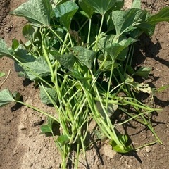 🌱安納芋🌱サツマイモ苗🌱10本400円🌱今が植え時🌱