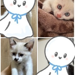 保護猫です。オスです🐱💙 