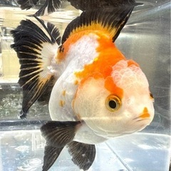 トリカラーオランダ 約10cm