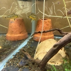 Ap.ツクルイWILDの稚魚5匹____20240609の画像