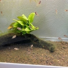 Ap.ツクルイWILDの稚魚5匹____20240609の画像