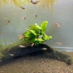 Ap.ツクルイWILDの稚魚5匹____20240609の画像
