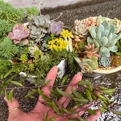 多肉植物 寄せ植え 