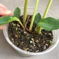 生活雑貨 家庭用品 ガーデニング