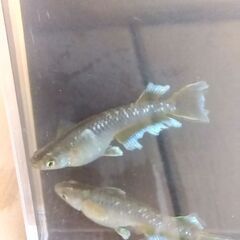 残り僅かです。フロマージュメダカ　若魚5匹2,000円　限定2セ...