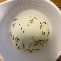 ミナミヌマエビ　2025の画像