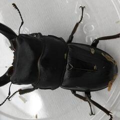 スジブトヒラタクワガタ