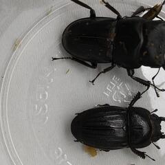 スジブトヒラタクワガタの画像