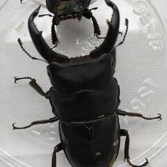スジブトヒラタクワガタの画像