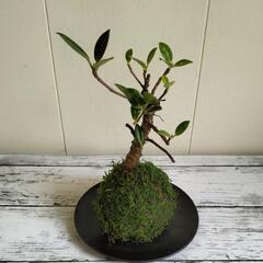 【💖Thankyou💖】苔玉ガジュマル/植物
