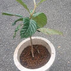 枇杷の苗木 四～五年もの びわ ビワ 果樹 果物 フルーツ Biwa fruits 無農薬 家庭菜園 ガーデニング 園芸  の画像