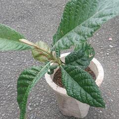 枇杷の苗木 四～五年もの びわ ビワ 果樹 果物 フルーツ Biwa fruits 無農薬 家庭菜園 ガーデニング 園芸  の画像