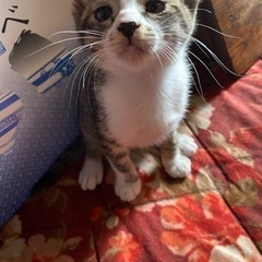 【中断中です‼️】生後間もなく2ヶ月里親募集☆