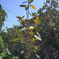 【植木・庭木・花木】タイサンボク　泰山木　の画像