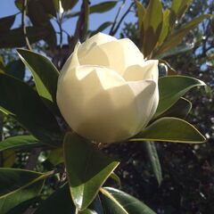 【植木・庭木・花木】タイサンボク　泰山木　の画像