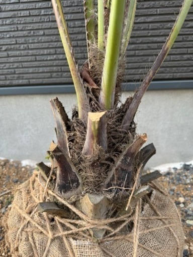 今日までの出品　最終値下げ　ココスヤシ　引き取り限定　6/16に掲載終了