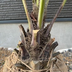 今日までの出品 最終値下げ ココスヤシ 引き取り限定 6/16に掲載終了