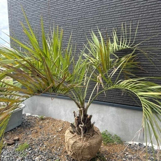 今日までの出品　最終値下げ　ココスヤシ　引き取り限定　6/16に掲載終了