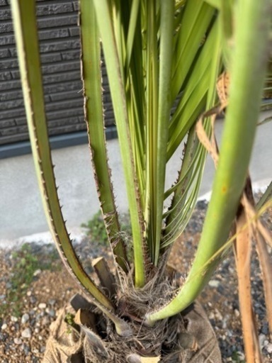 今日までの出品　最終値下げ　ココスヤシ　引き取り限定　6/16に掲載終了