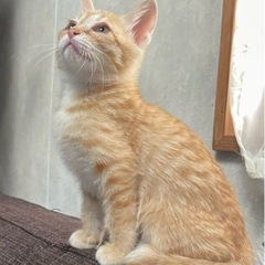 約2ヶ月くらいの茶トラの男の子 里親様決定しました