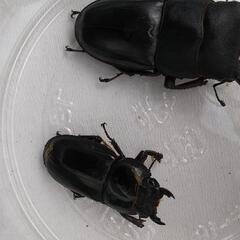 サキシマヒラタクワガタ