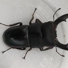サキシマヒラタクワガタの画像
