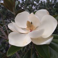 【植木・庭木・花木】タイサンボク　泰山木　の画像