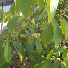 【植木・果樹・庭木】ポポー　ポーポー　6-2の画像