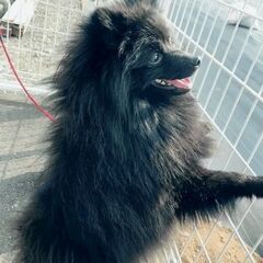 黒のポメラニアンです。