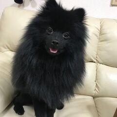 黒のポメラニアンです。 - さいたま市