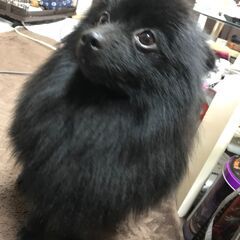 黒のポメラニアンです。 - 犬