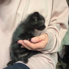 生後2ヶ月の黒猫くん♡兄妹の子猫♡白黒ちゃんも