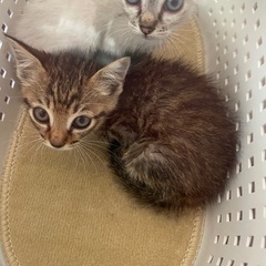 すくすく育ってます🐱