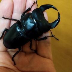ホペイオオクワガタ　ペア