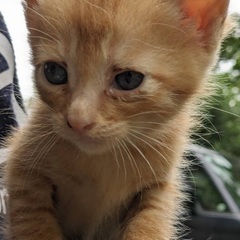 家族に迎えてくた🐈💞