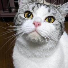スコティッシュフォールド似の男の子