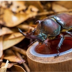 カブトムシ！オスメス　ご希望の数お知らせください
