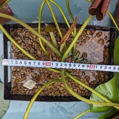 【取引済】【値下げ】【蕾付き】植え付け済み睡蓮［ミス・サイアム］🪷の画像