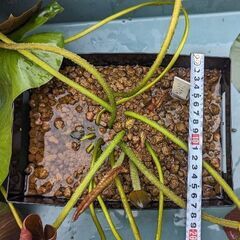 【取引済】【値下げ】【蕾付き】植え付け済み睡蓮［ミス・サイアム］🪷の画像