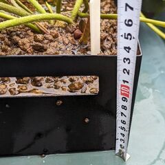 【取引済】【値下げ】【蕾付き】植え付け済み睡蓮［ミス・サイアム］🪷の画像