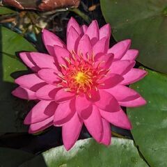 【取引済】【値下げ】【蕾付き】植え付け済み睡蓮［ミス・サイアム］🪷の画像