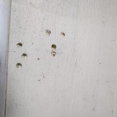 軽量ワゴン。白。の画像