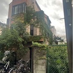 戸建のツタの除去