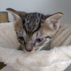 生後1か月　キジトラ男の子　里親さん募集します🐈