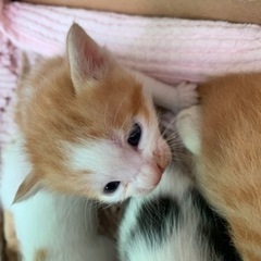 子猫3匹 新しい写真アップしました！ − 岡山県